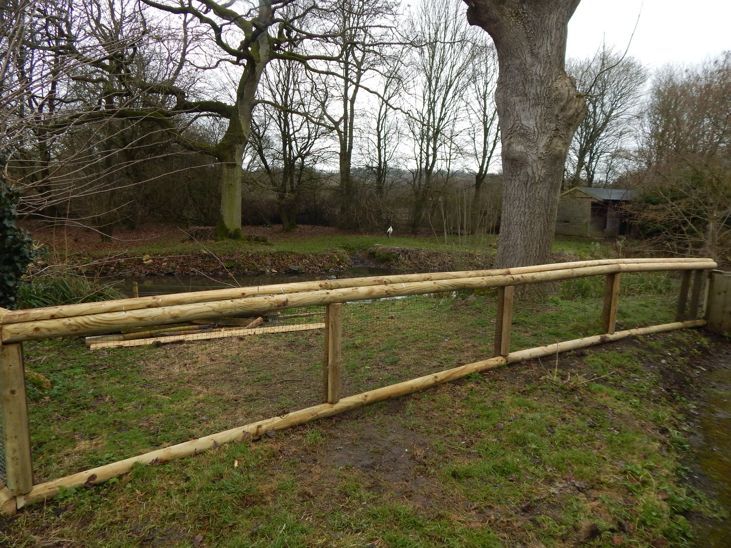 European white stork exhibit 010323