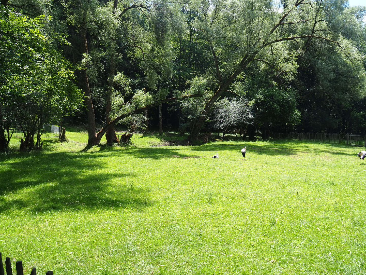 European white stork exhibit, 2020-07-12