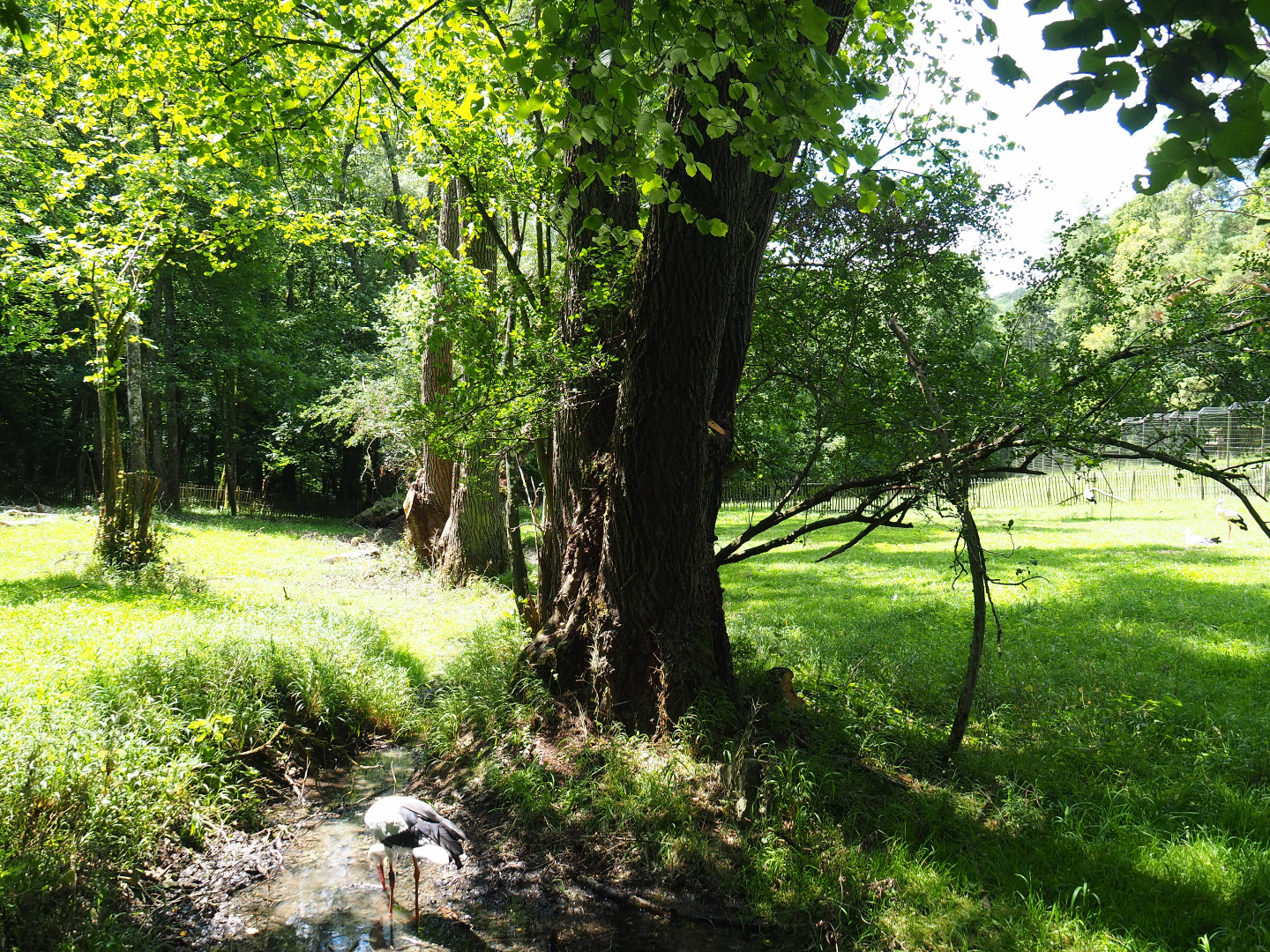 European white stork exhibit, 2020-07-12