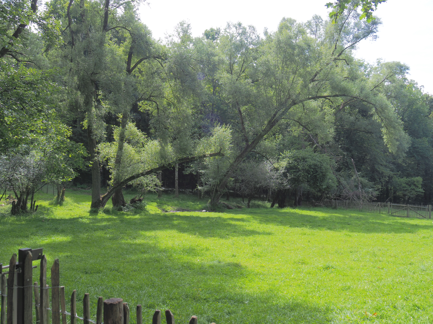 European white stork exhibit, 2021-08-15