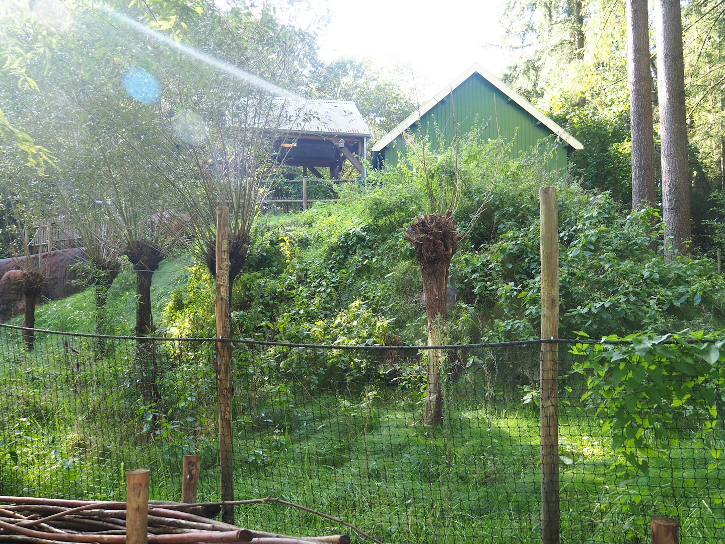 European white stork exhibit, 2023-09-24