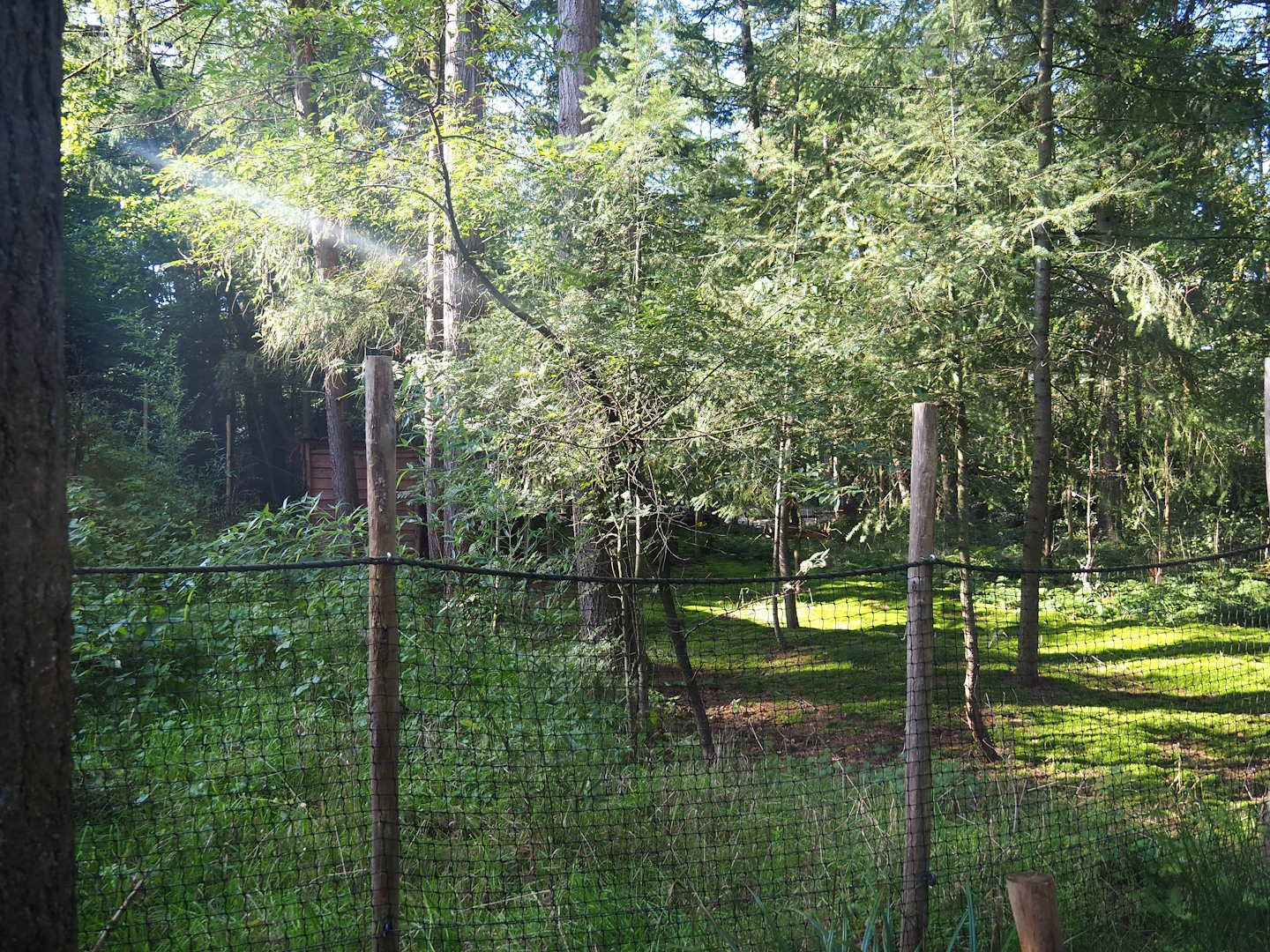 European white stork exhibit, 2023-09-24