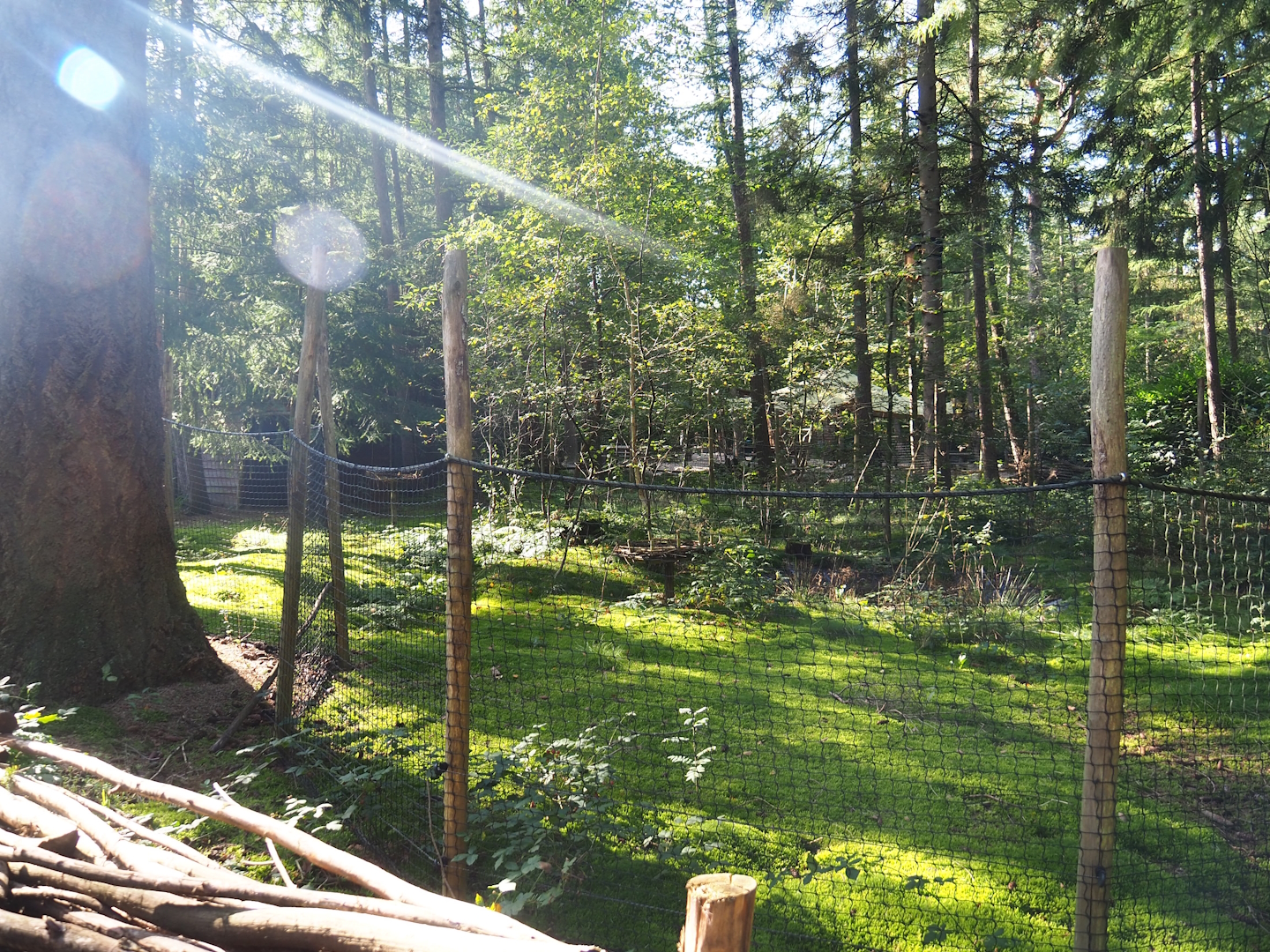 European white stork exhibit, 2023-09-24