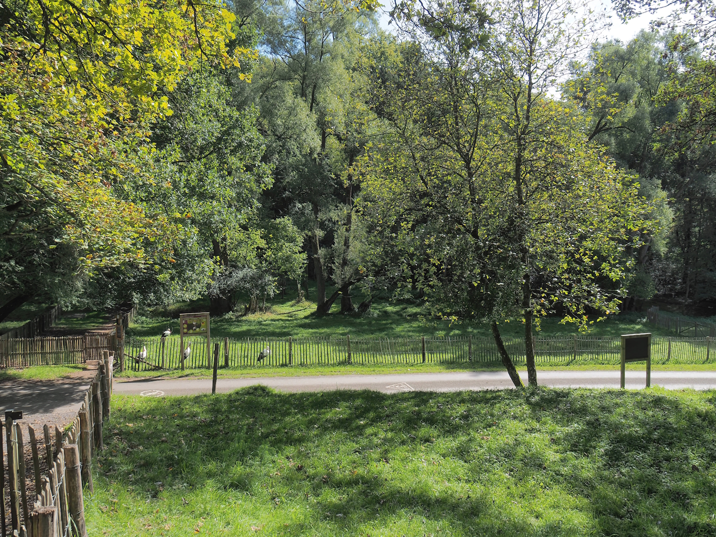 European white stork exhibit, 2023-09-26