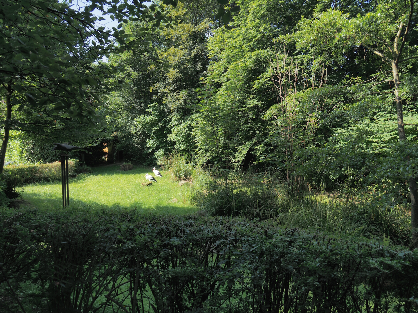 European white stork exhibit, 2024-06-08