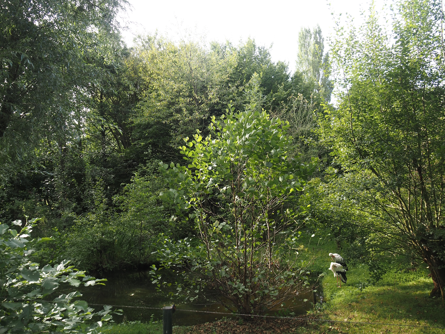 European white stork exhibit, 2024-08-21