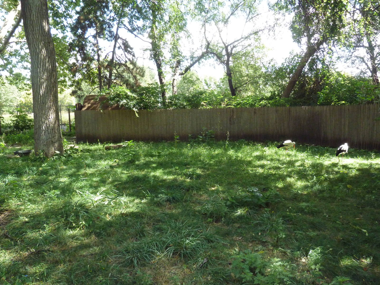 European White Stork Exhibit