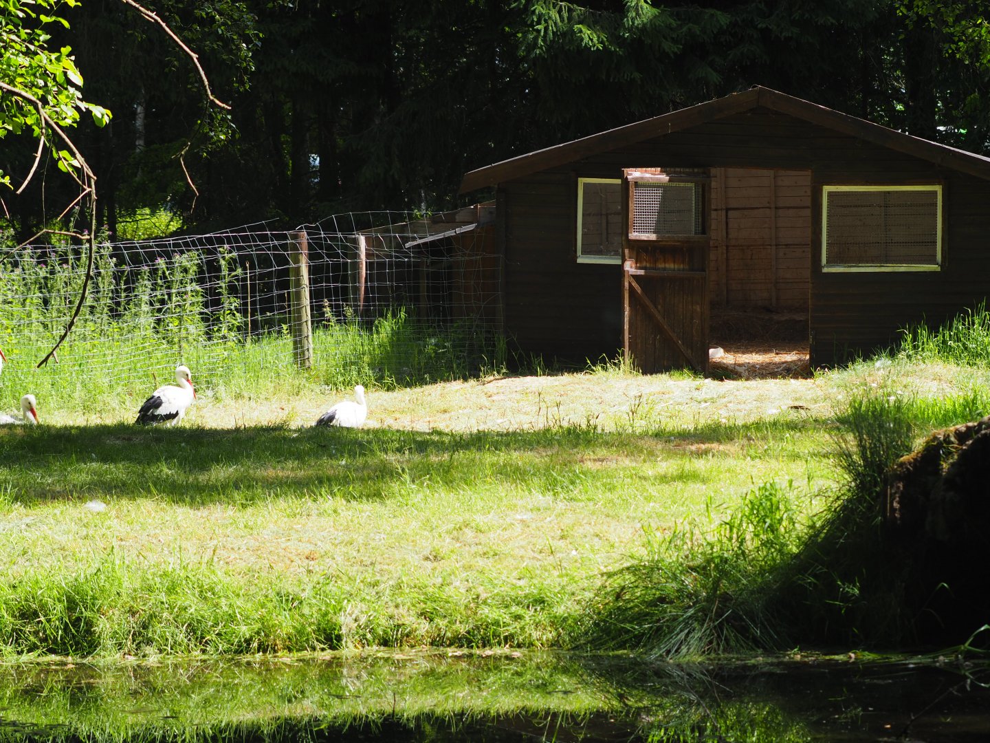 European White Stork Exhibit