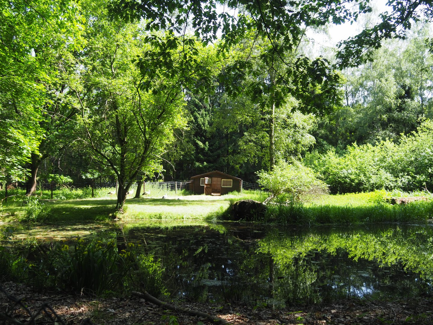 European White Stork Exhibit