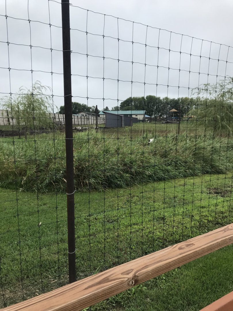 European White Stork Exhibit