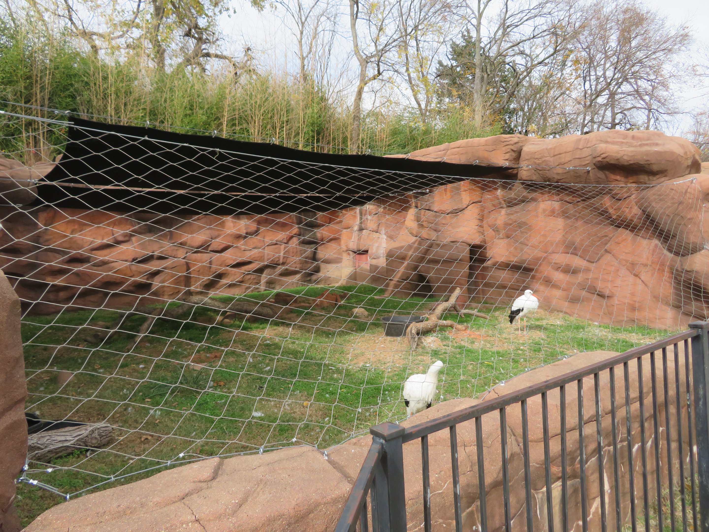 European White Stork Exhibit