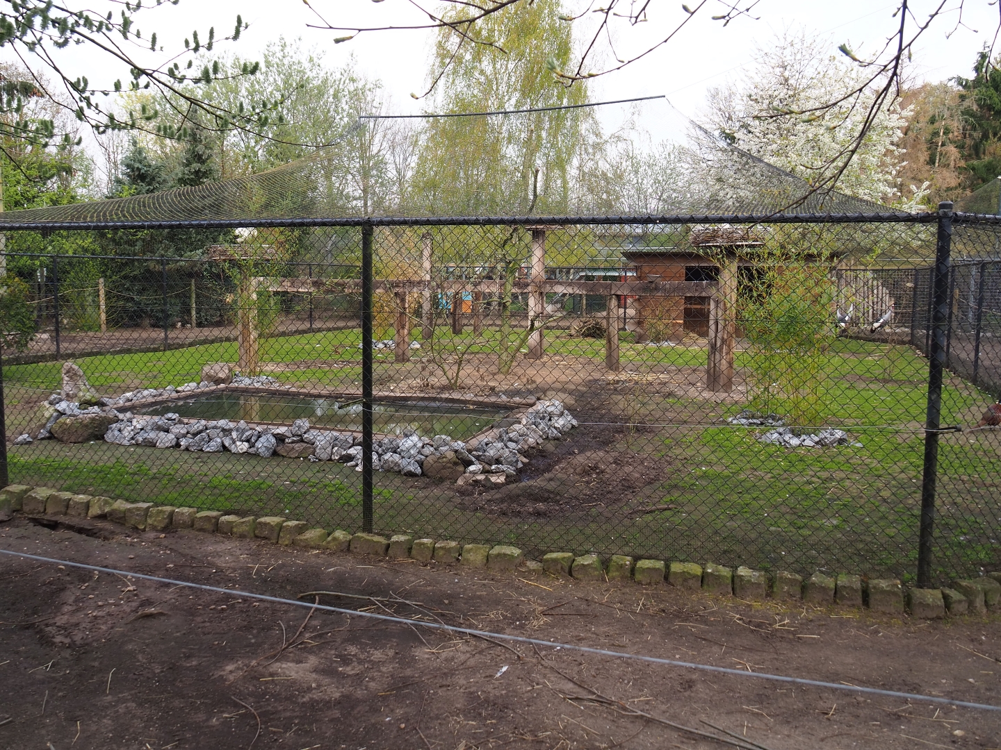 European white stork - Grey crowned crane - Hamerkop - Ringneck pheasant aviary with alpaca paddock around it, 2019-04-06