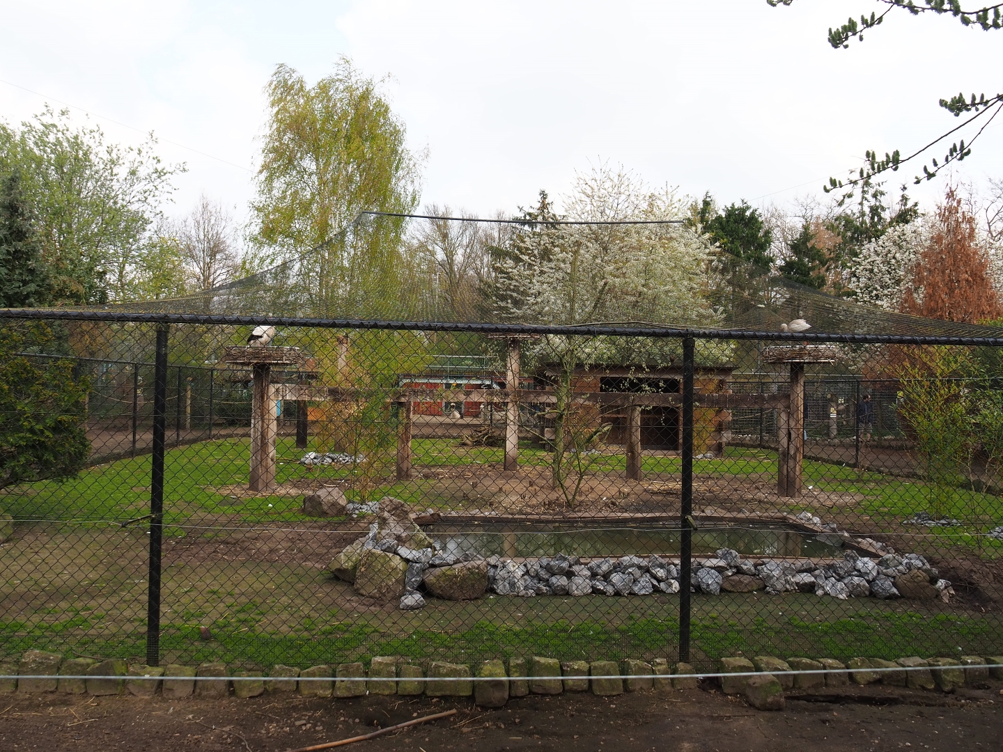 European white stork - Grey crowned crane - Hamerkop - Ringneck pheasant aviary with alpaca paddock around it, 2019-04-06