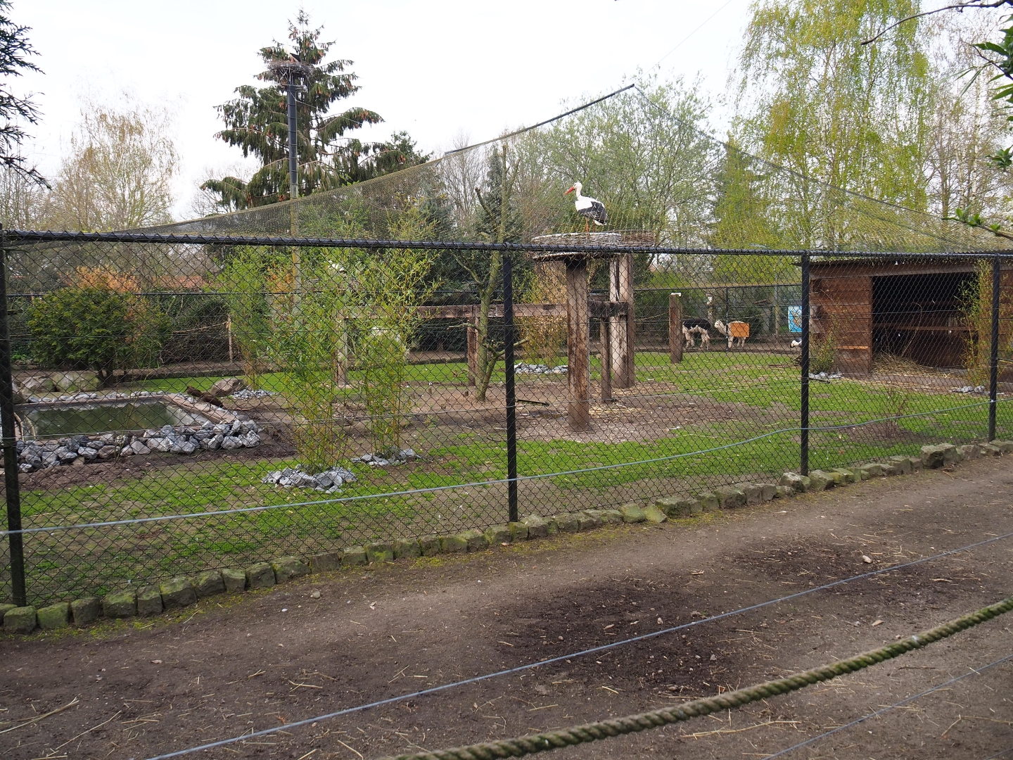 European white stork - Grey crowned crane - Hamerkop - Ringneck pheasant aviary with alpaca paddock around it, 2019-04-06