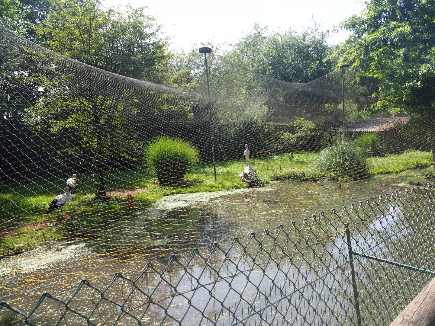 European white stork - Hadada ibis aviary, 2019-08-04