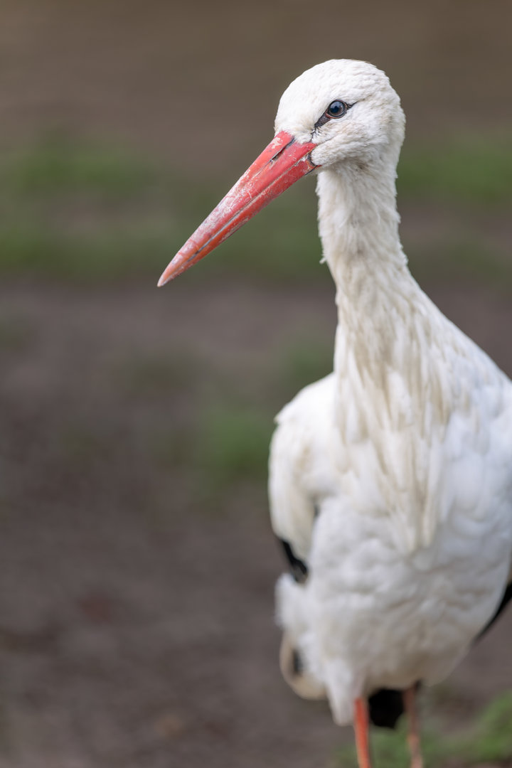 European White Stork / Hamerton / 16-11-22