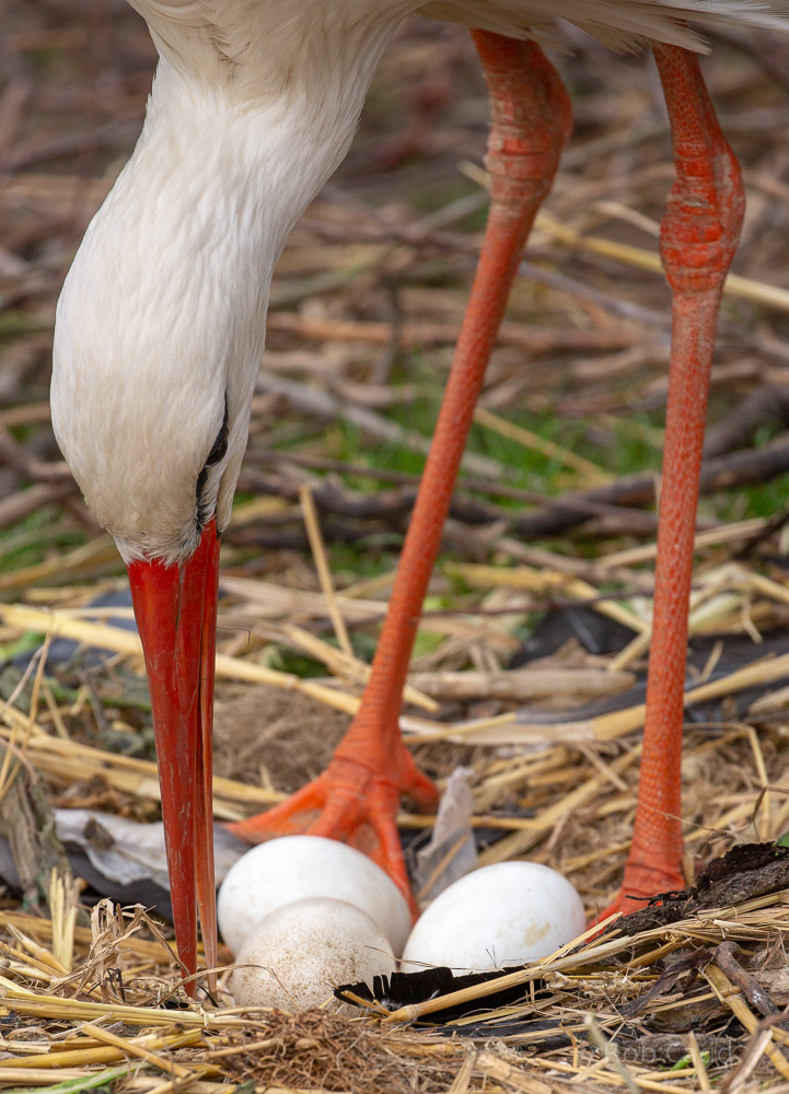 European white stork : Hamerton : 31 May 2019