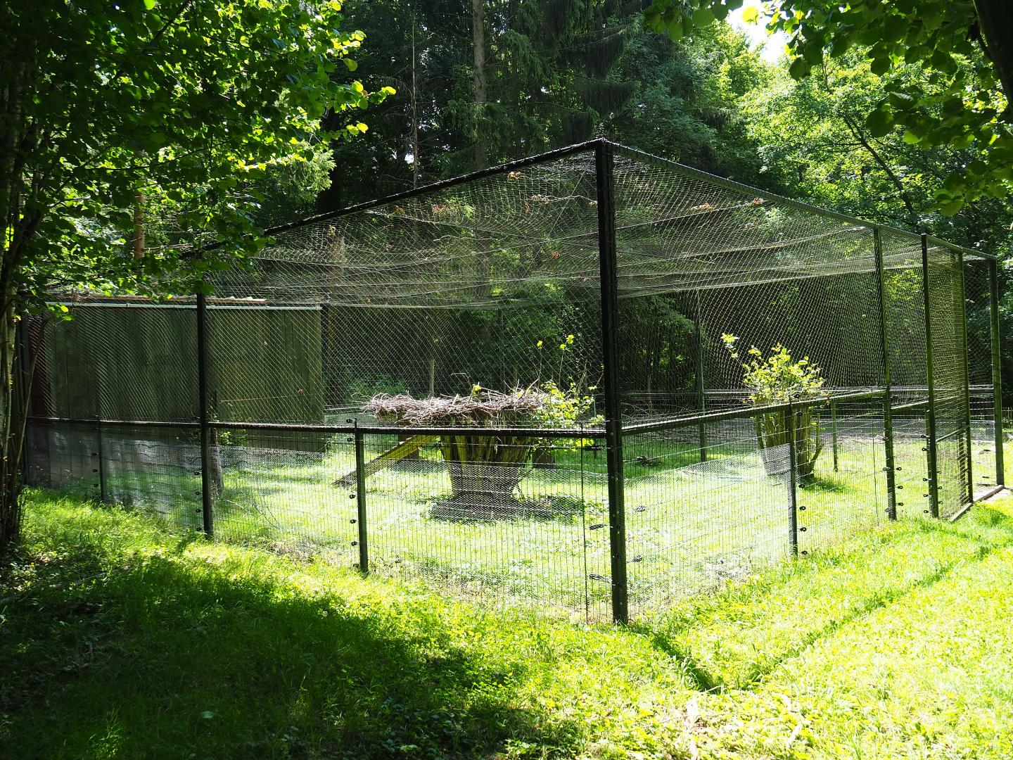 European white stork holding aviary, 2020-07-12