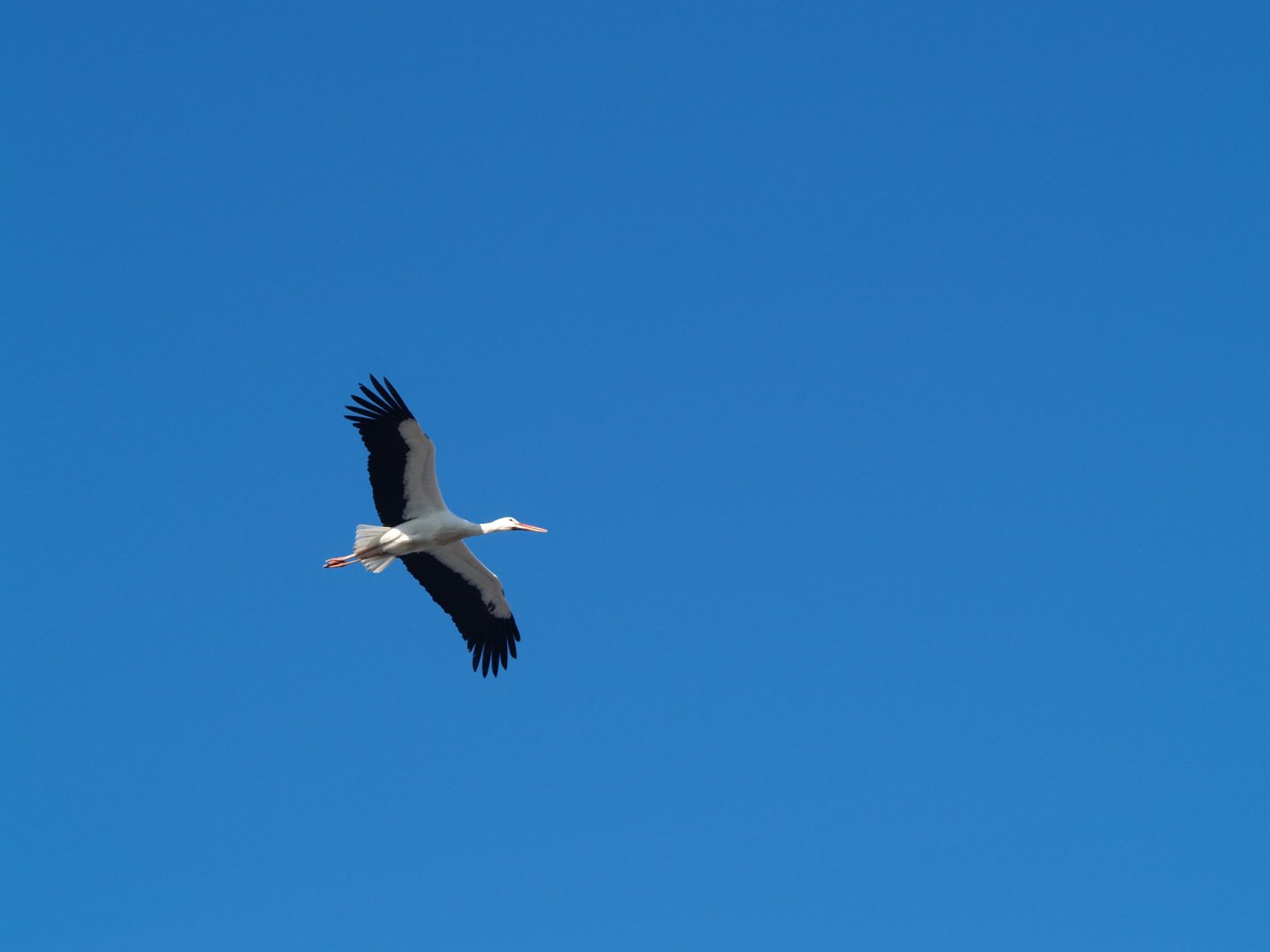 European white stork in flight (Ciconia ciconia), 2010-02-16