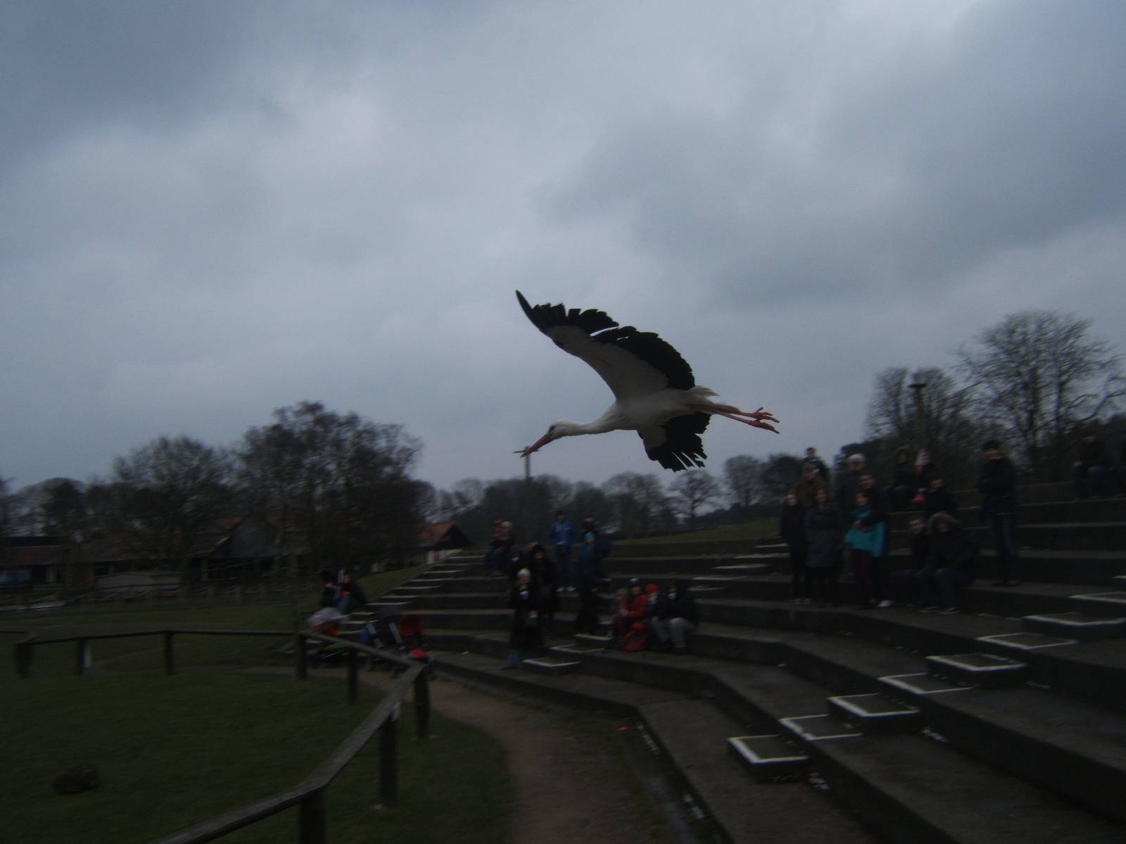 European White Stork in flight