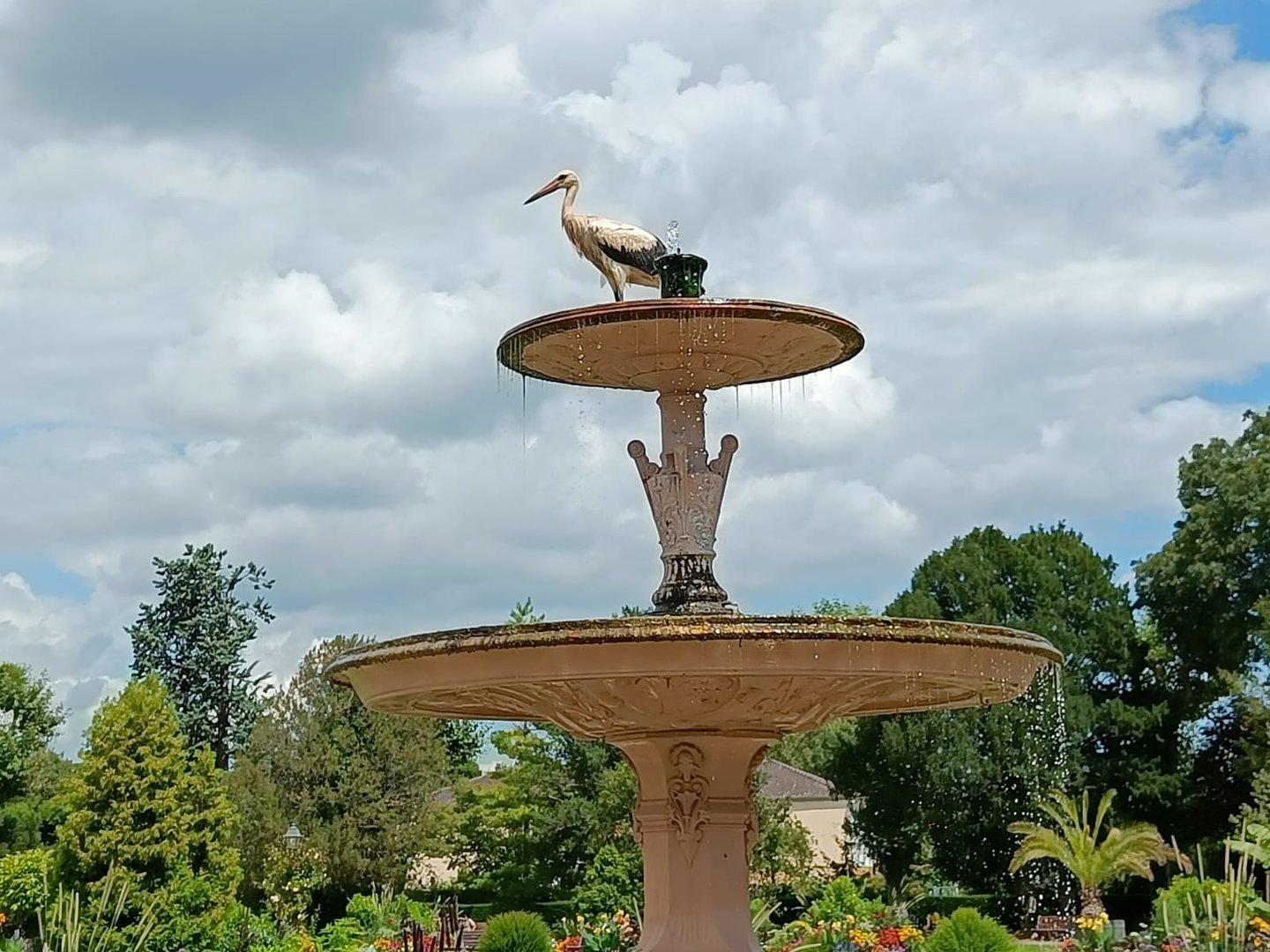 European White Stork in Parc de l'Orangerie