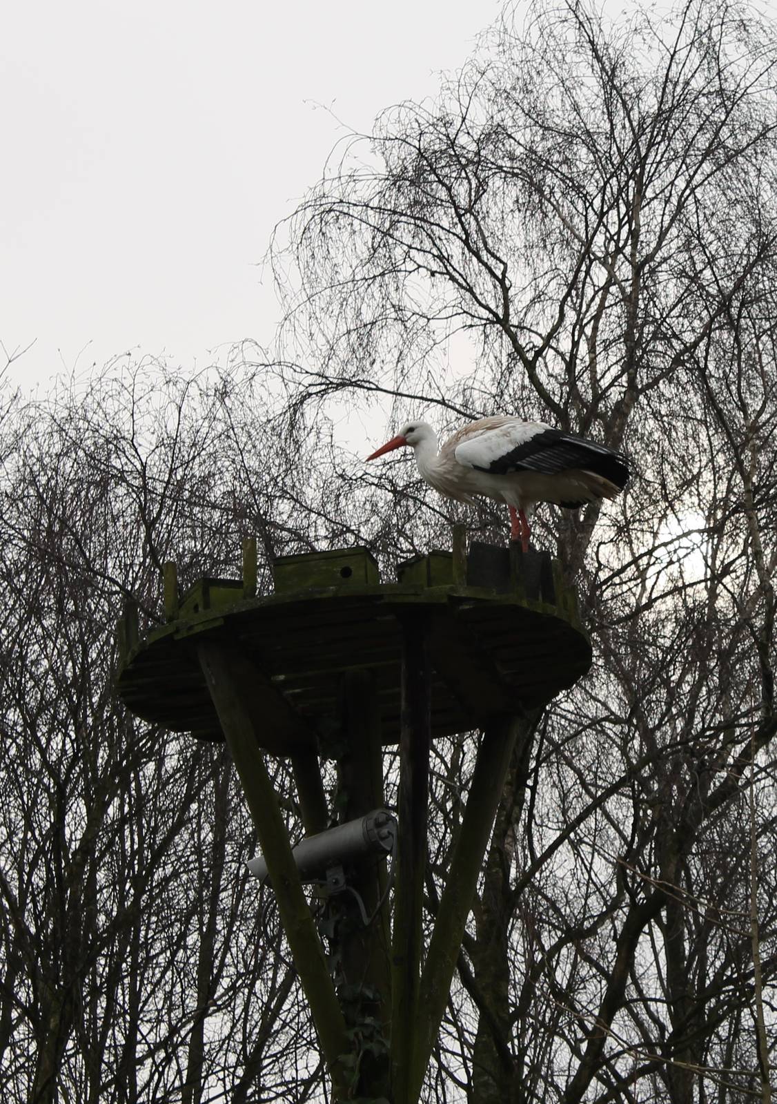 European white stork inspecting a nest