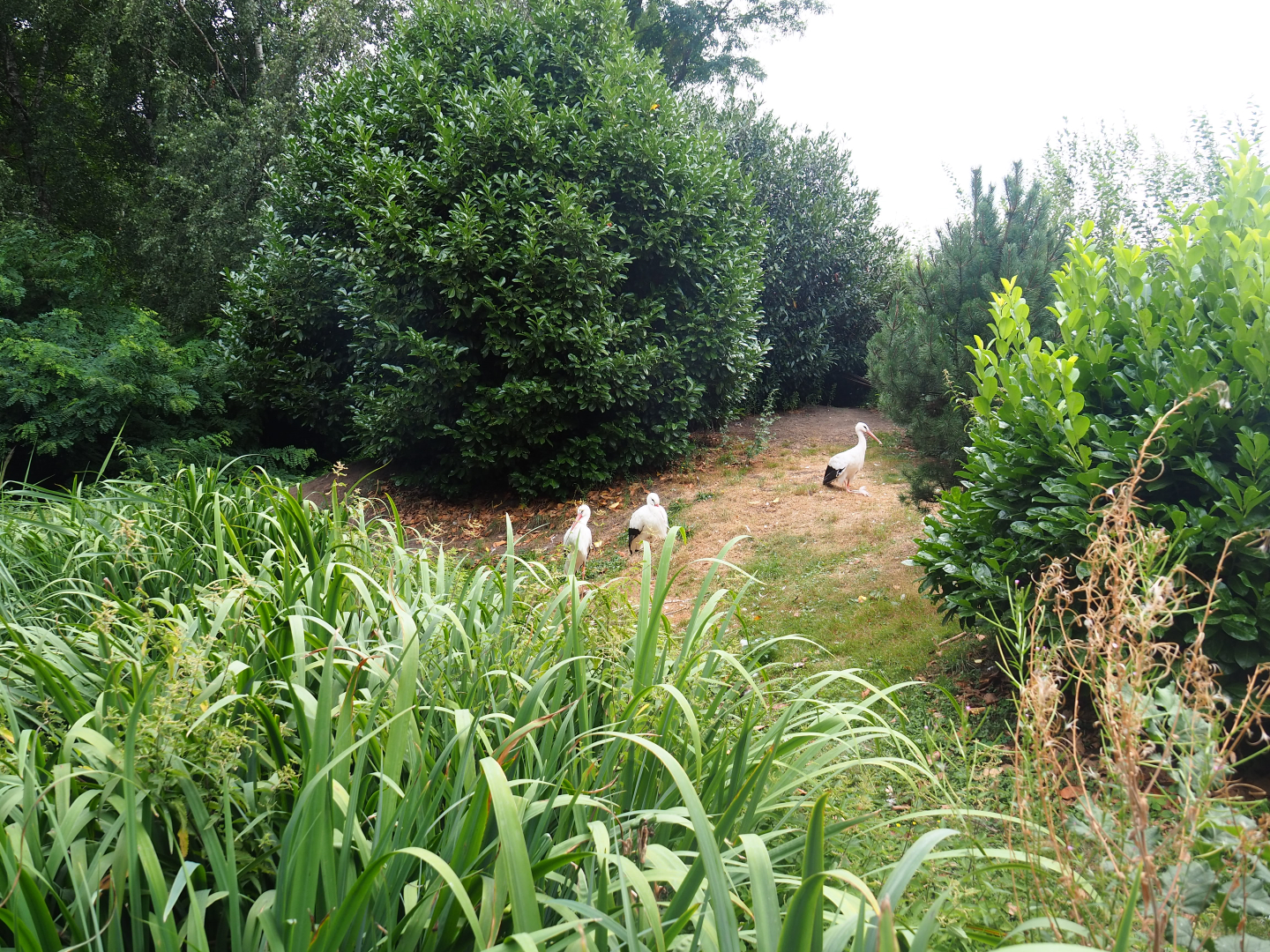 European white stork island walk-through exhibit, 2019-08-11