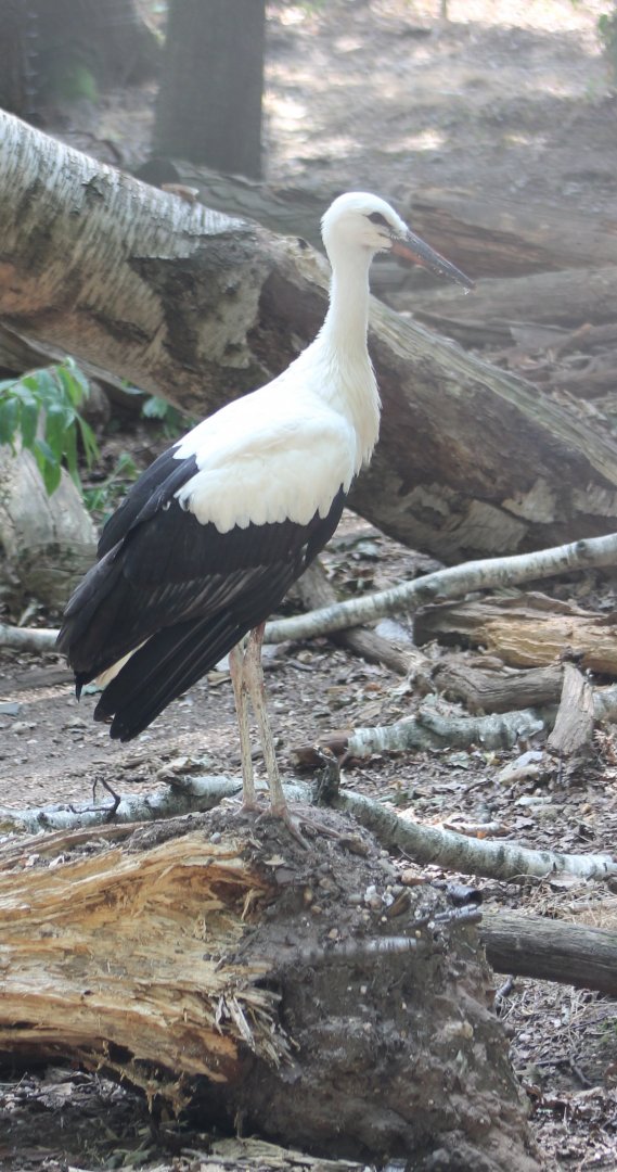 European white stork - juvenile