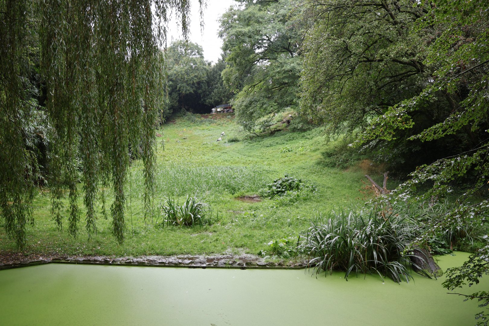 European White Stork meadow