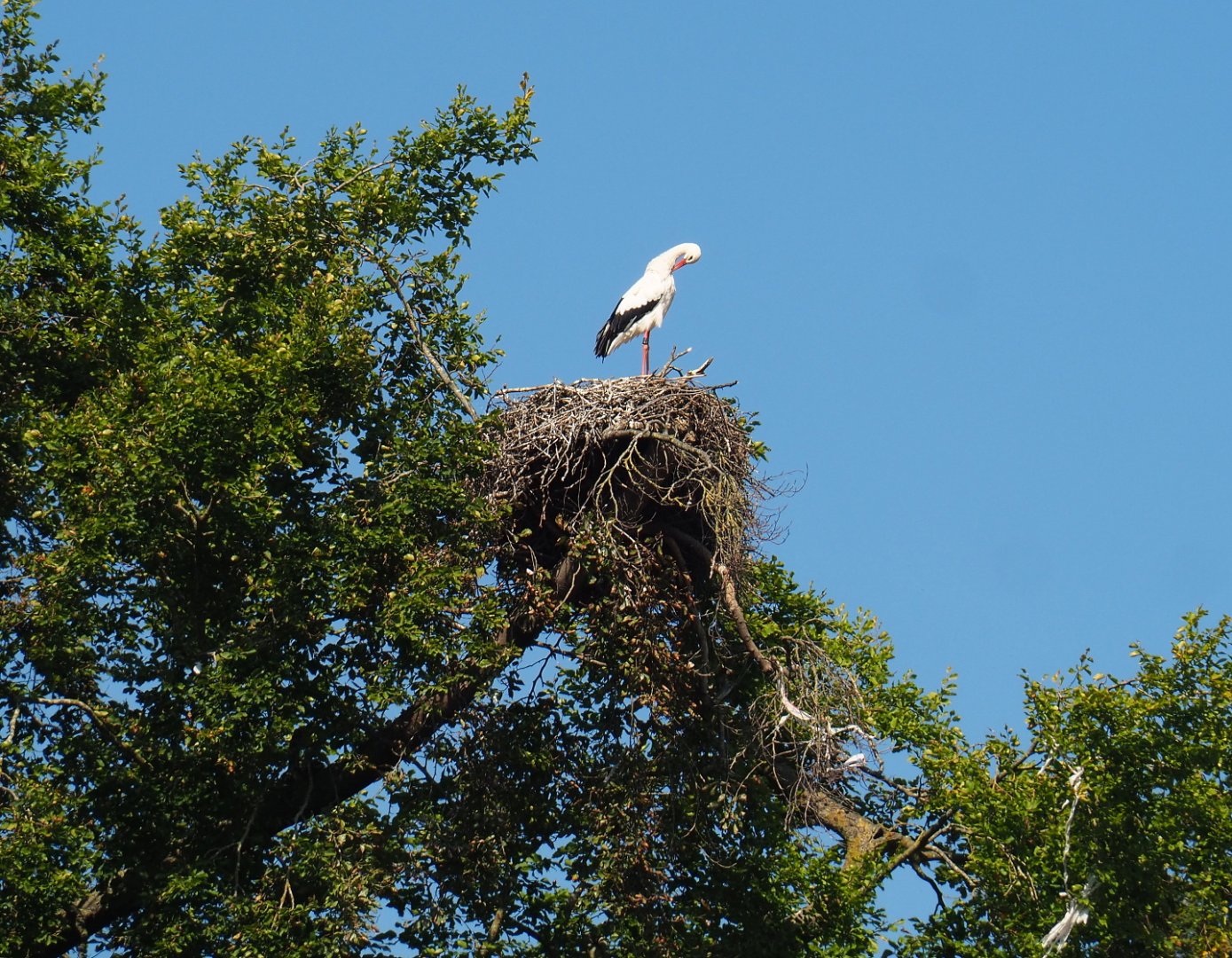 European white stork nest, 2021-09-03