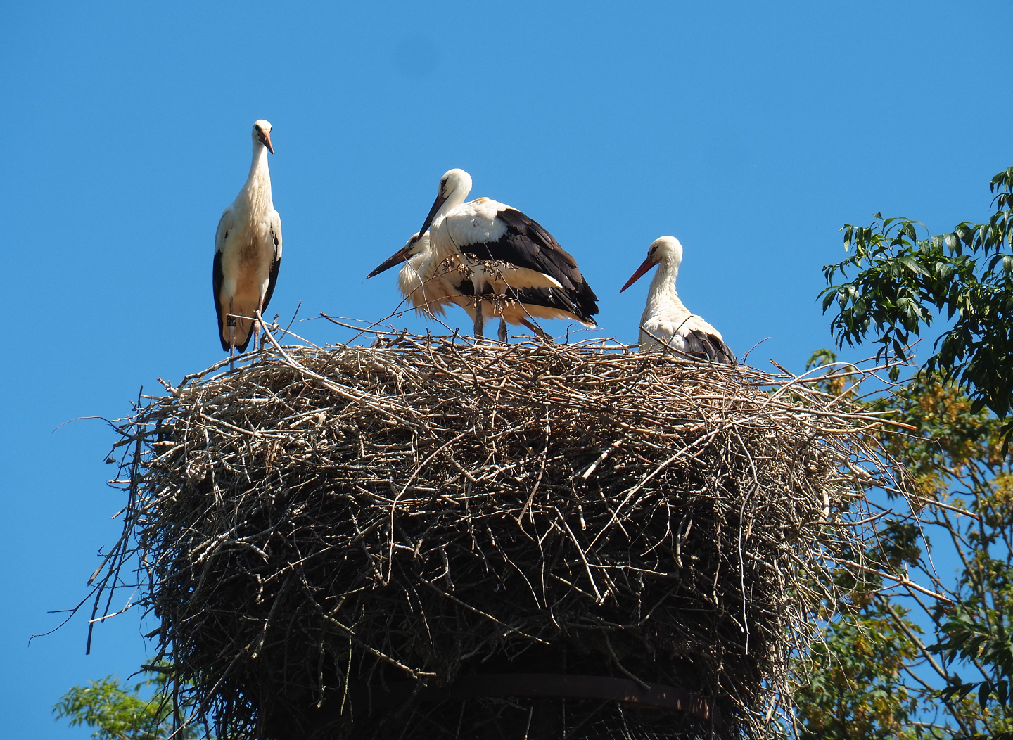 European white stork nest, 2022-06-28