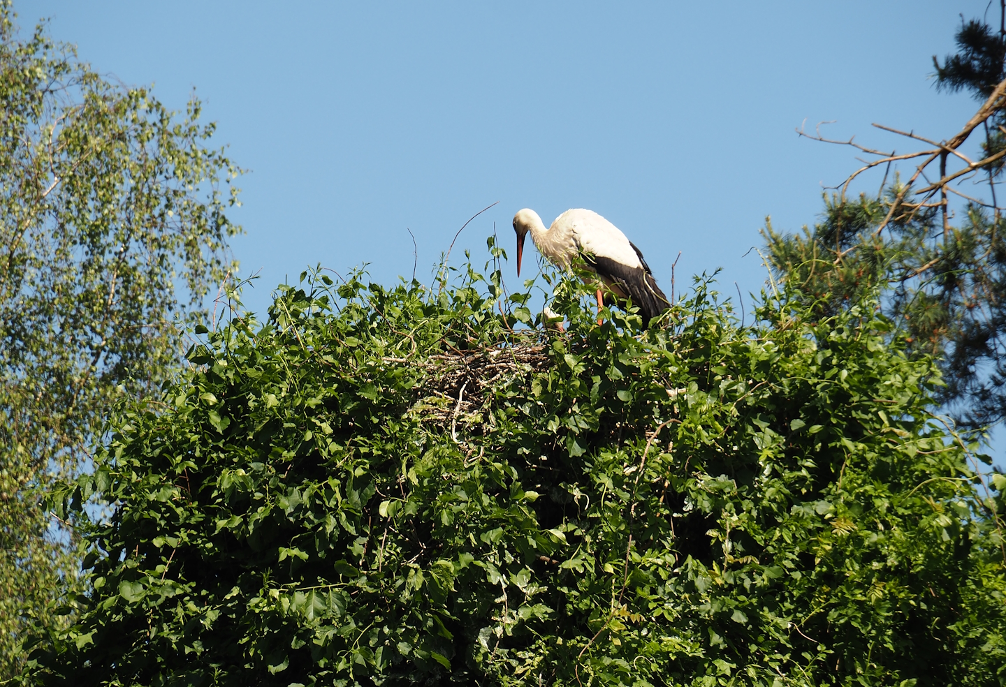 European white stork nest, 2024-05-23