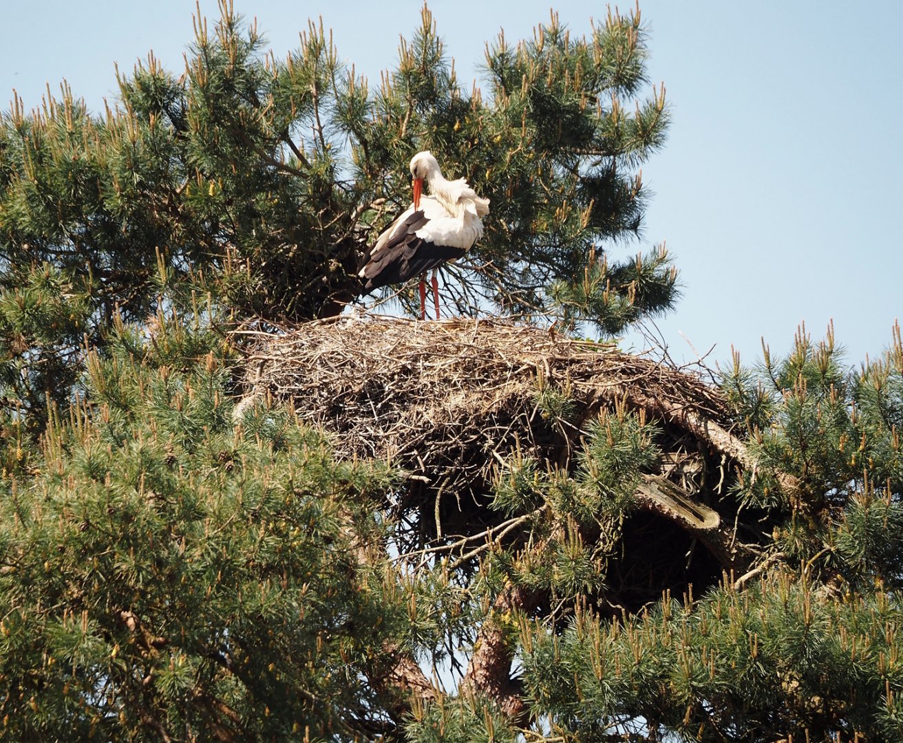 European white stork nest, 2025-04-30
