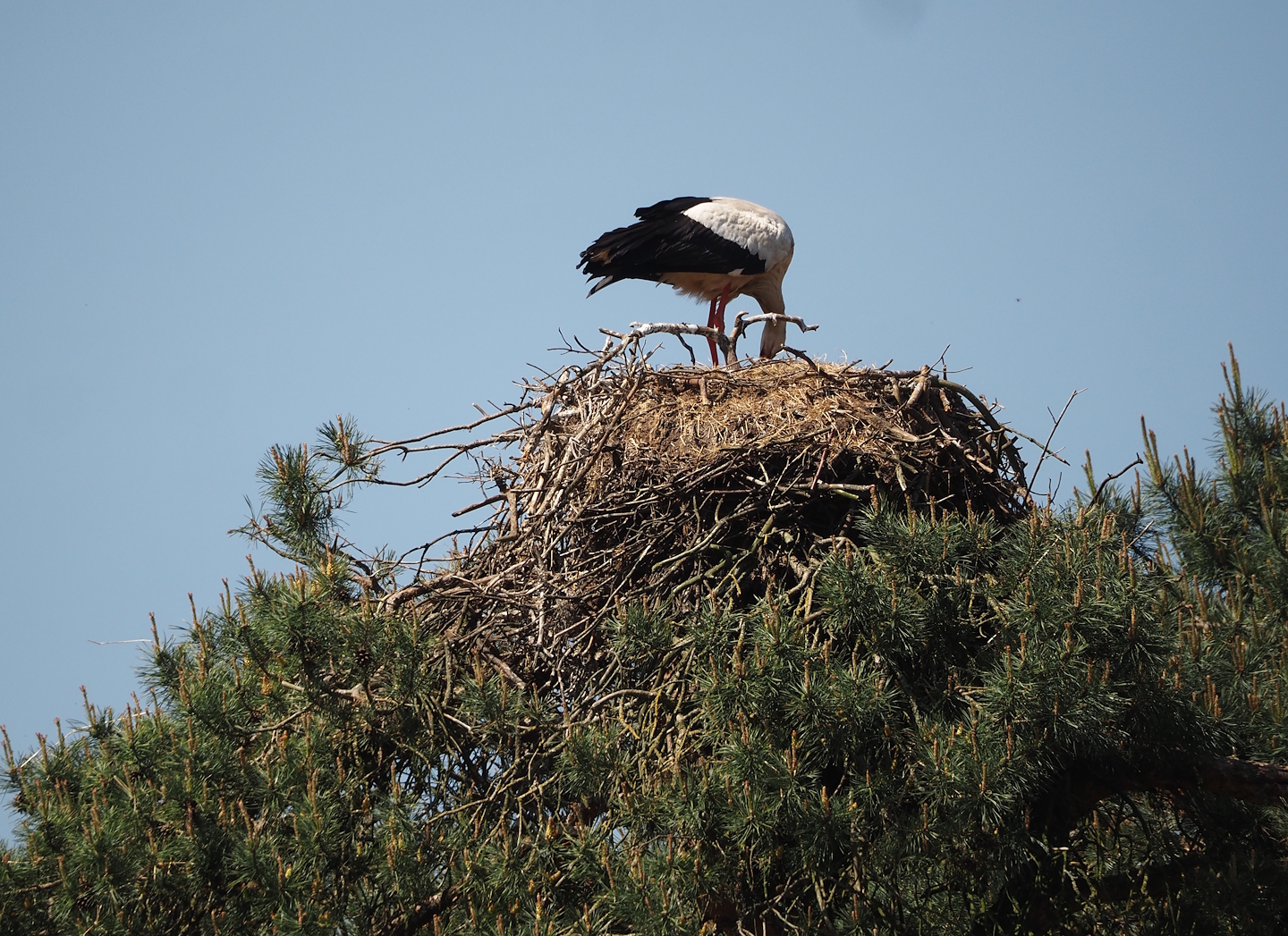 European white stork nest, 2025-04-30