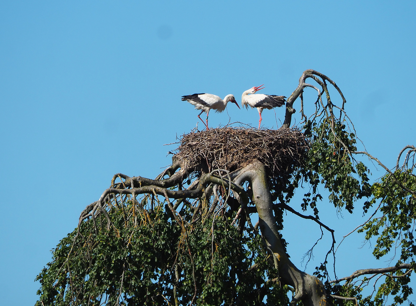 European white stork nest in tree, 2022-06-28