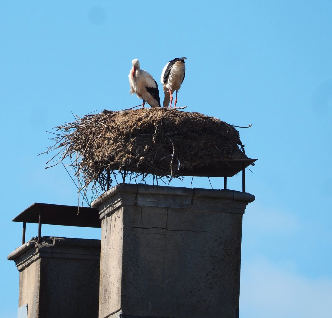 European white stork nest on chimney of aquarium building, 2022-06-28