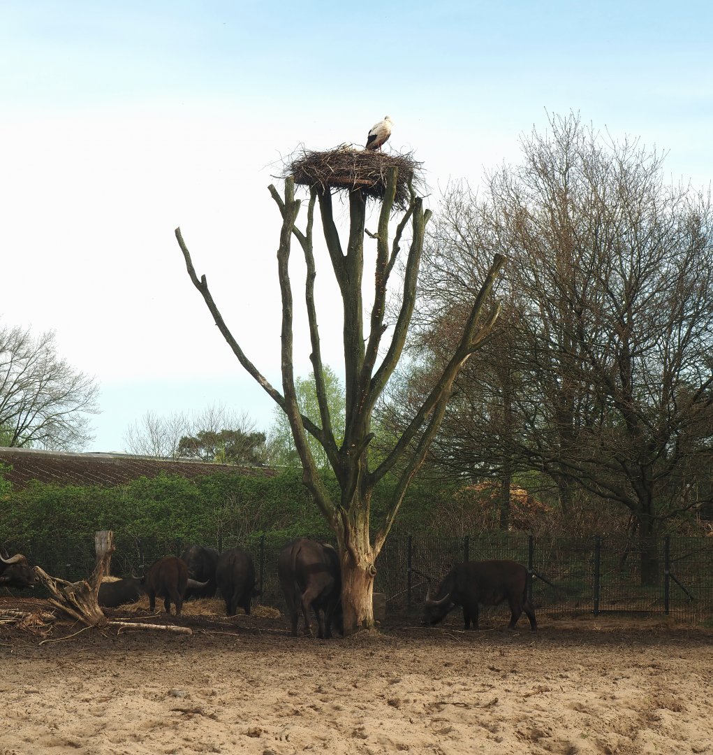 European white stork nest on dead tree in Cape buffalo paddock, 2024-04-06