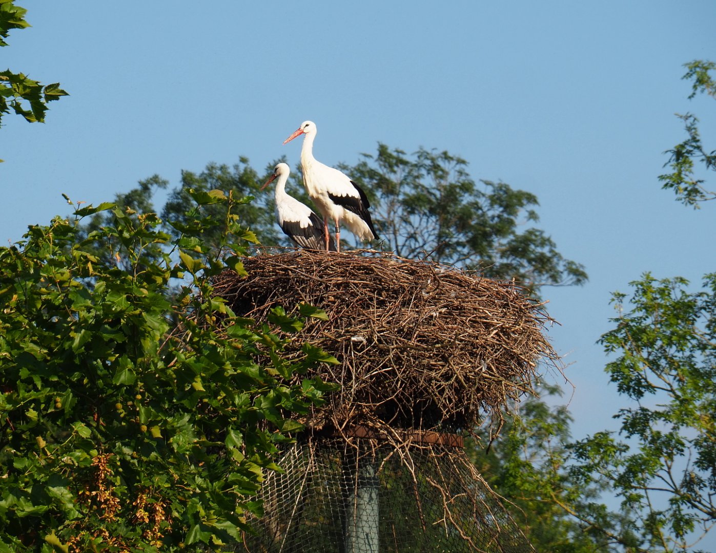European white stork nest on top of one of the raptor aviaries, 2021-09-02