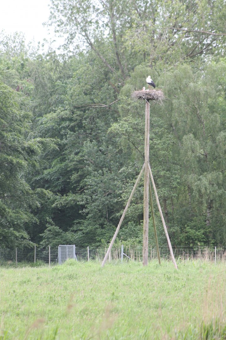 European white stork nest