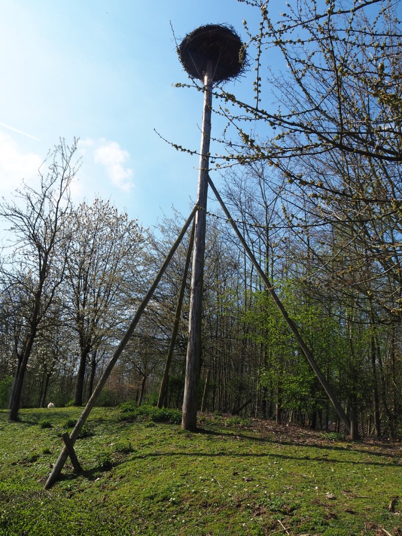 European white stork nesting pole, 2019-03-30