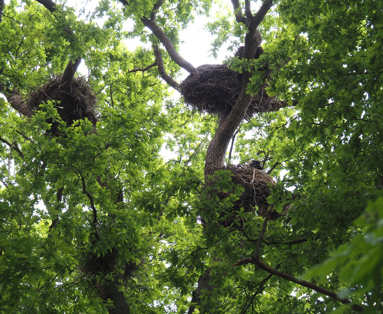 European white stork nests in oak tree, 2025-05-22