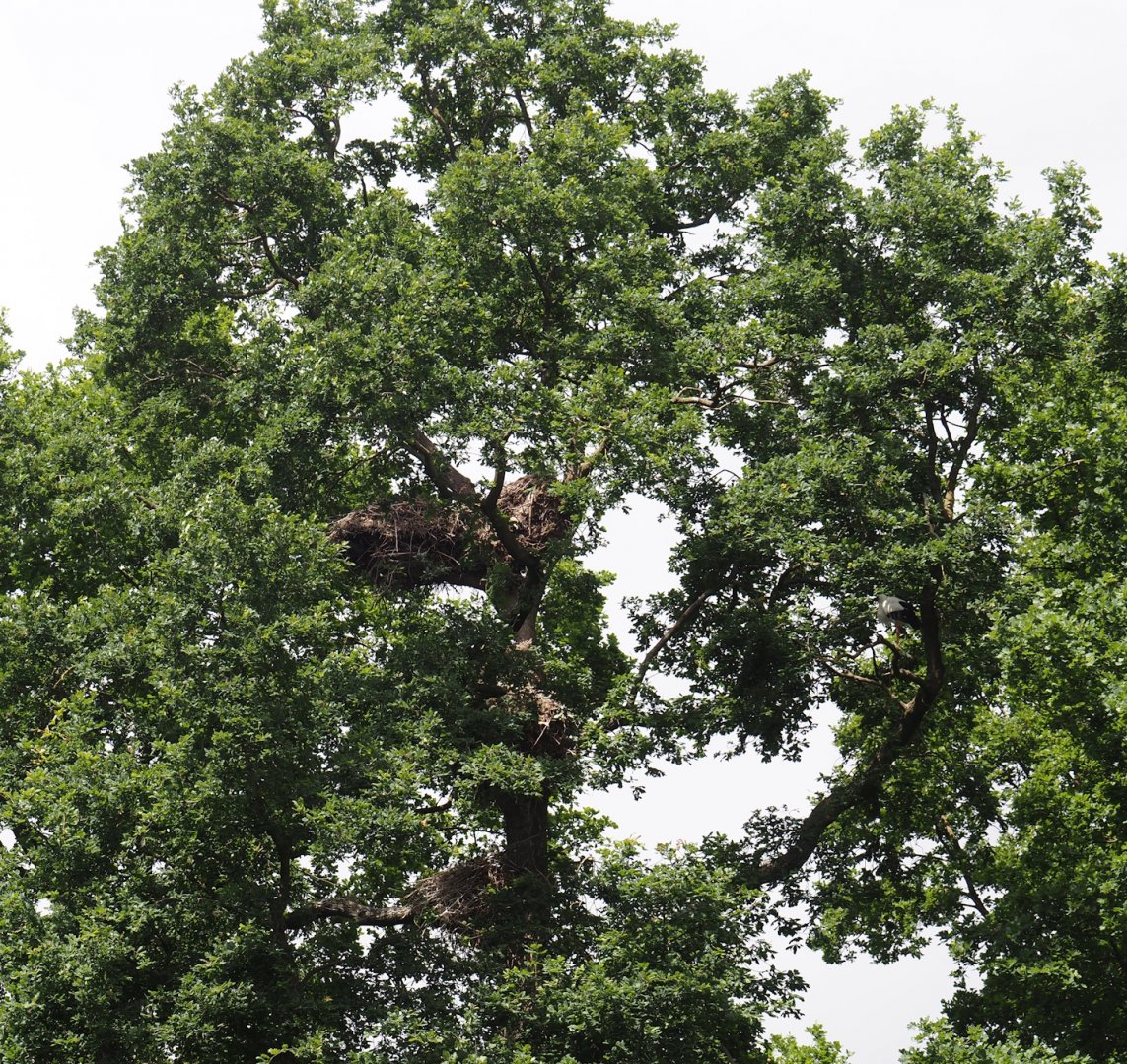 European white stork nests in oak tree, 2025-05-22