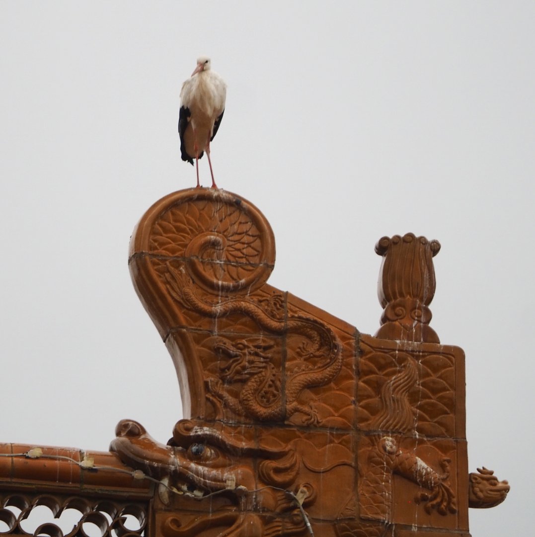 European white stork on Chinese temple roof ornament, 2020-09-03