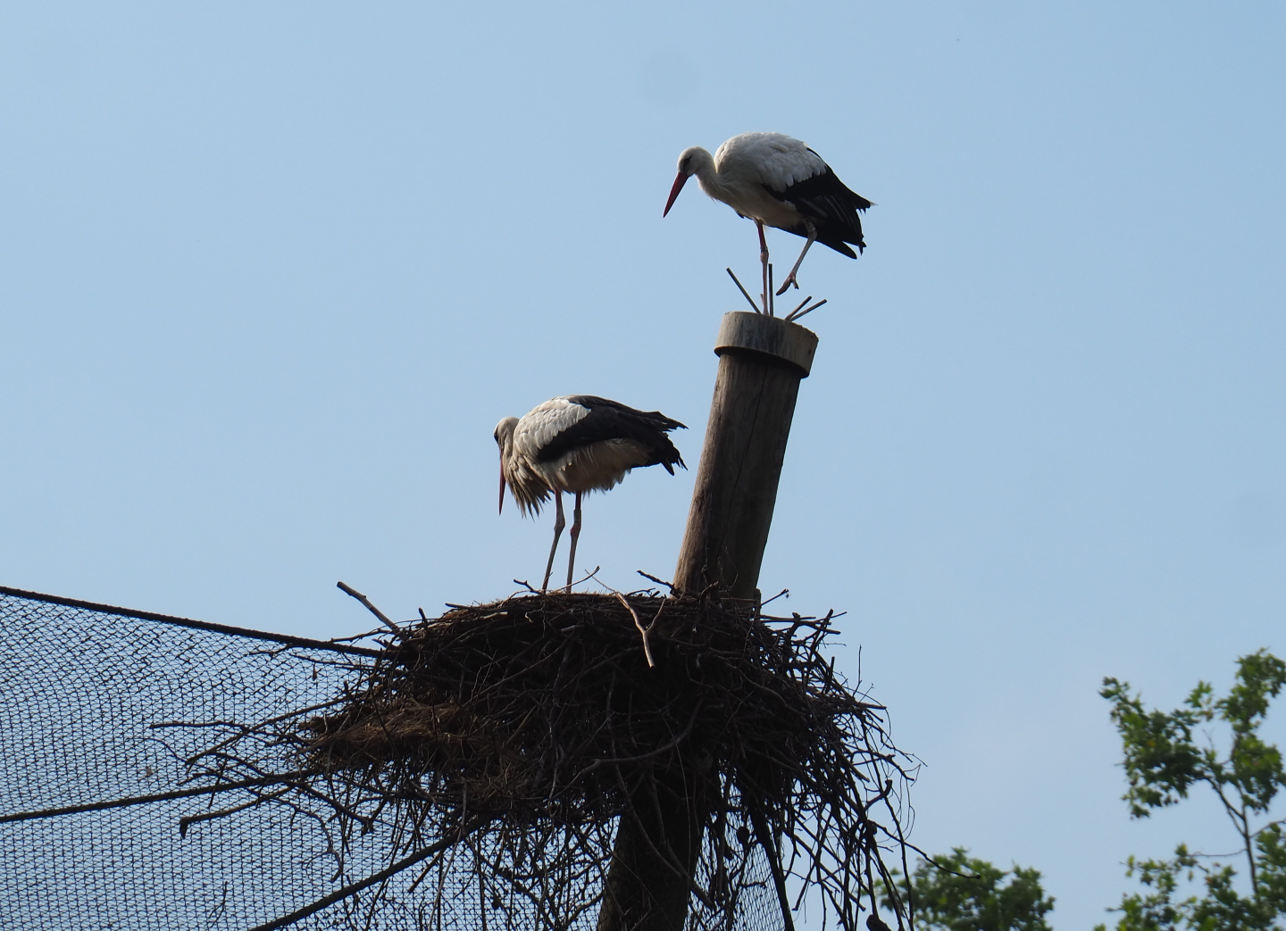 European white stork on top of the vulture aviary, 2020-08-15
