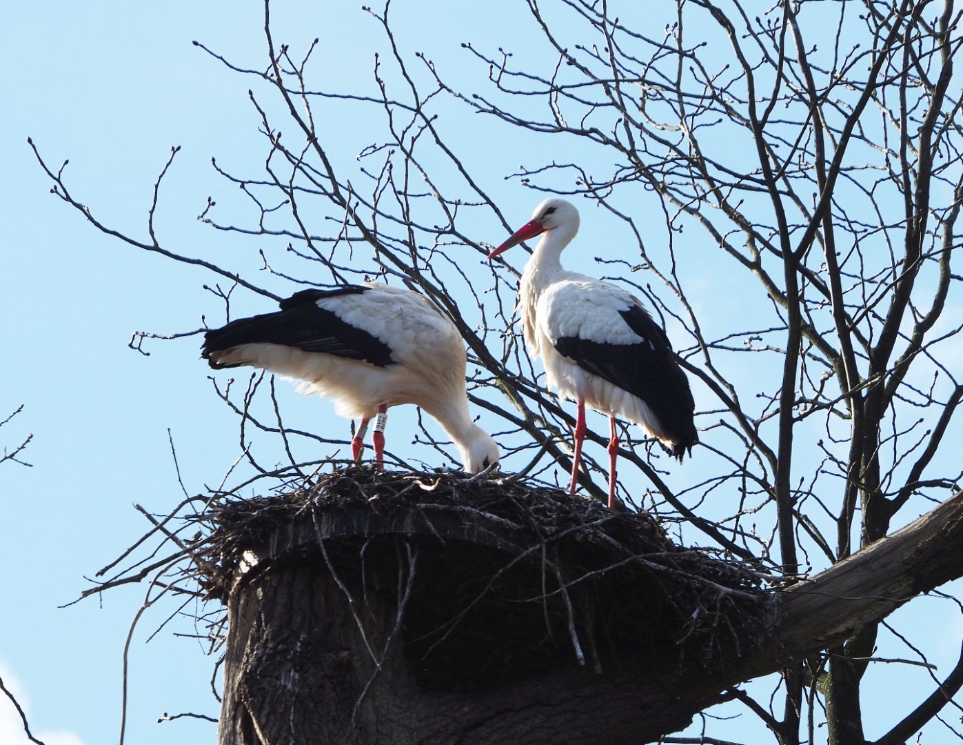 European white stork pair (Ciconia ciconia), on nest, 2021-02-23