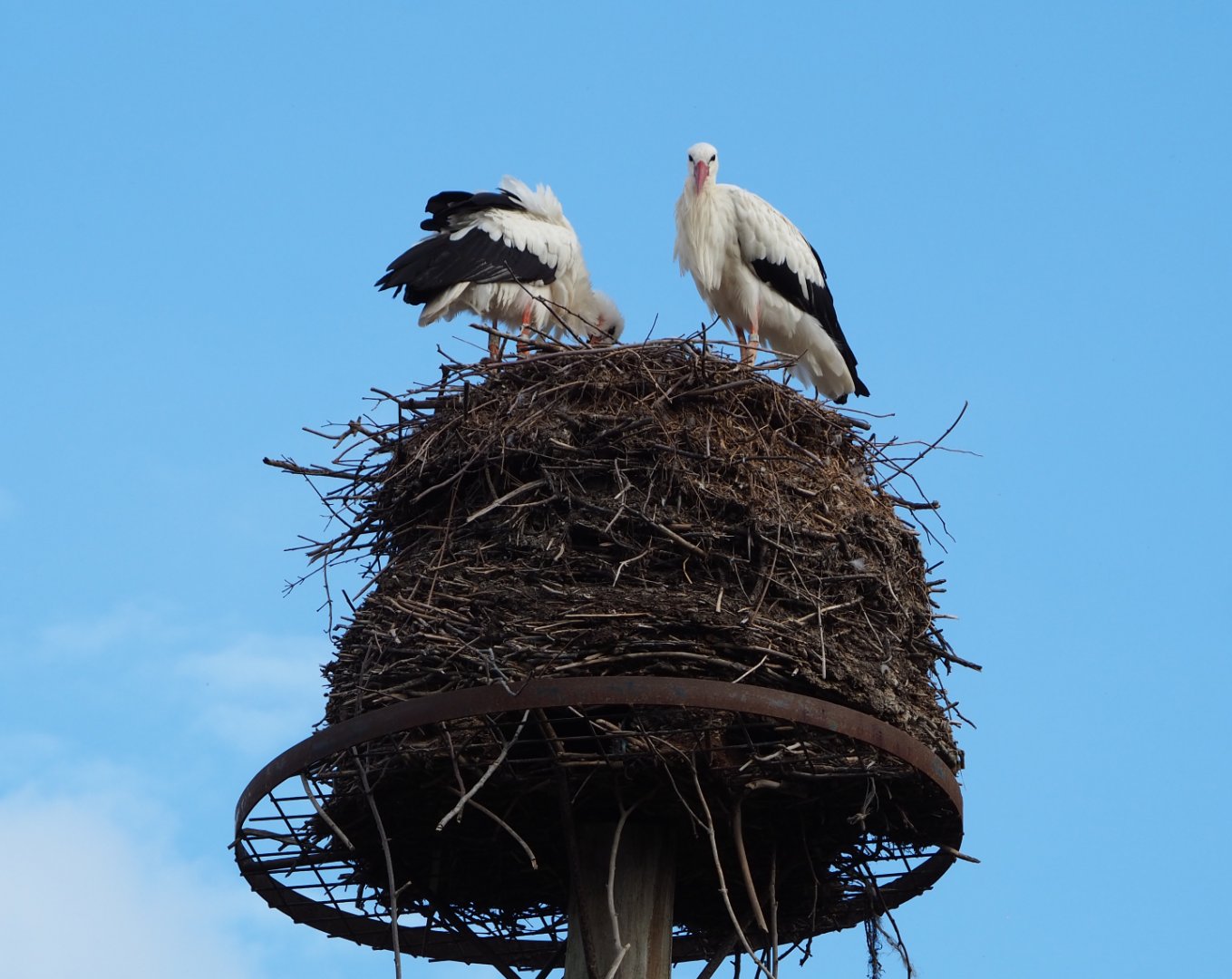 European white stork pair (Ciconia ciconia) on old nest, 2020-08-15