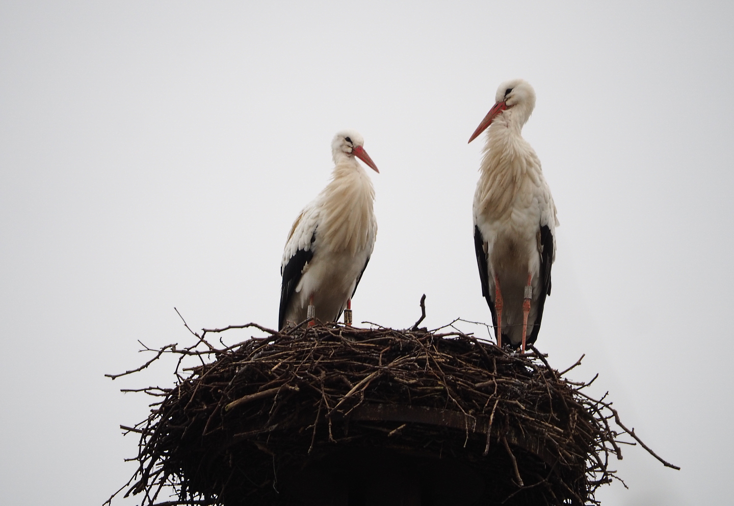 European white stork pair on nest, 2020-01-11