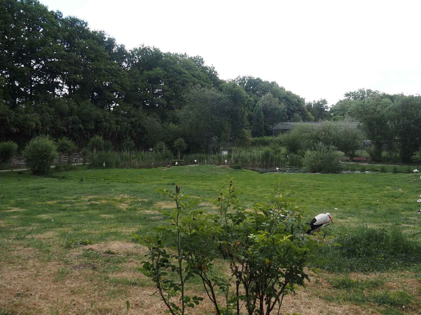European white stork reserve (Walk-through), 2025-05-22