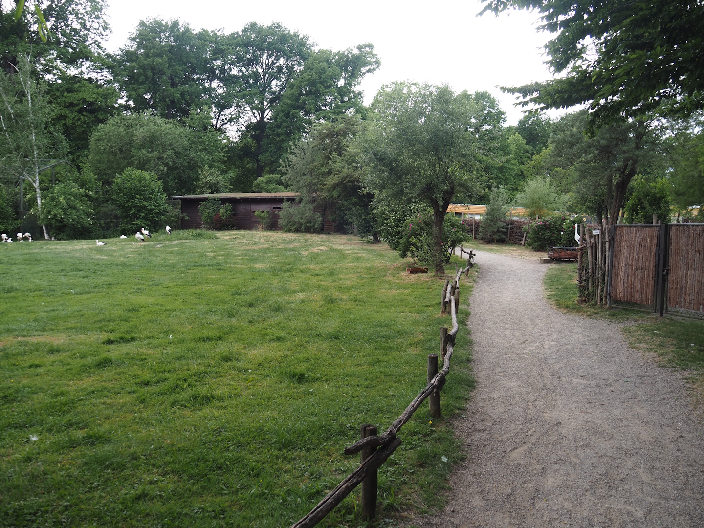 European white stork reserve (Walk-through), 2025-05-22
