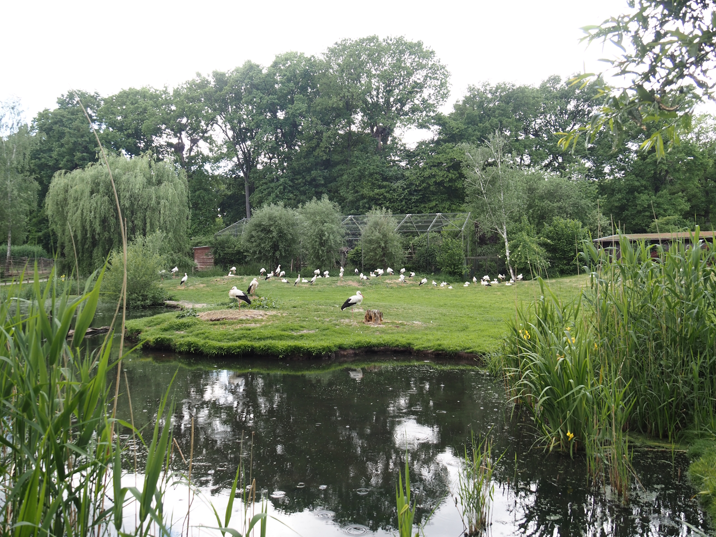 European white stork reserve (Walk-through), 2025-05-22